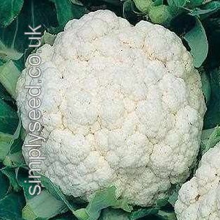 Cauliflower Aalsmeer